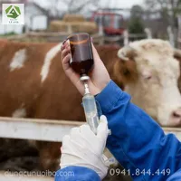 CÁC PHƯƠNG PHÁP ĐIỀU TRỊ Y HỌC THÚ Y CHO ĐỘNG VẬT NUÔI