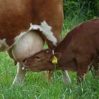 CÁCH XỬ LÝ KHI BÒ MẸ KHÔNG CHO CON BÚ