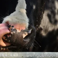 CHU KỲ ĐỘNG DỤC BÒ SINH SẢN: HƯỚNG DẪN CHO NGƯỜI CHĂN NUÔI