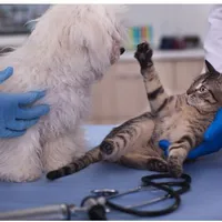 TẦM QUAN TRỌNG CỦA XÉT NGHIỆM MÁU THÚ Y TRONG CHẨN ĐOÁN VÀ QUẢN LÝ SỨC KHỎE VẬT NUÔI