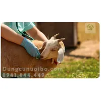 DÊ NHÀ BẠN CÓ BỊ HO KHÔNG?