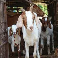 HƯỚNG DẪN PHÒNG TRỊ BỆNH HIỆU QUẢ TRONG CHĂN NUÔI DÊ