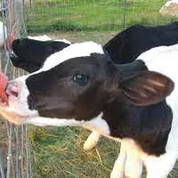 CÁCH XỬ LÝ NẾU BÒ, BÊ ĂN ÍT HOẶC BỎ ĂN, KHÔNG NHAI LẠI
