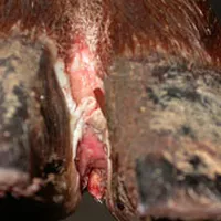 BỆNH CƯỚC CHÂN Ở GIA SÚC (trâu, bò, heo...)