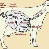 BỆNH NHIỆT THÁN TRÊN TRÂU/ BÒ