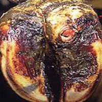 BỆNH VIÊM MÓNG TRÊN BÒ SỮA