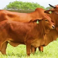 BÍ KÍP NÂNG CAO SỨC SINH SẢN Ở BÒ SỮA, BÒ THỊT