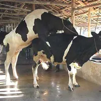 BÒ CÁI MUỐN ĐỘNG DỤC? LÀM CÁCH NÀO ĐỂ NHẬN BIẾT?