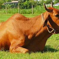 Cách chữa trị 4 bệnh thường gặp ở trâu, bò mùa nắng nóng