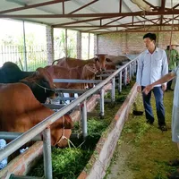 Hướng dẫn cách dựng trang trại nuôi bò