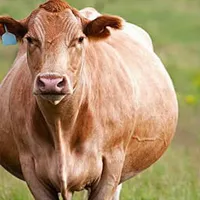 KỸ THUẬT CHĂN NUÔI BÒ SINH SẢN