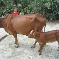 Kỹ thuật nuôi bò cái sinh sản P1