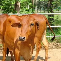 Kỹ thuật nuôi bò Lai sind