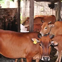 Kỹ thuật nuôi bò sinh sản. Mô hình chăn nuôi bò sinh sản nhốt chuồng