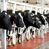 Những điều cần chú ý trong chăn nuôi bò sữa?
