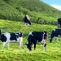 NHỮNG ĐIỀU THÚ VỊ VỀ BÒ SỮA CÓ THỂ BẠN CHƯA BIẾT