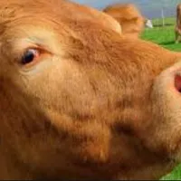 PHÒNG TRỊ BỆNH XÊ TÔN HUYẾT TRÊN BÒ SỮA