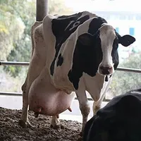 VIÊM VÚ BÒ SỮA