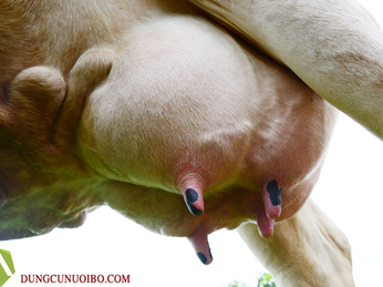 Bệnh viêm vú ở bò sữa và cách phòng trị