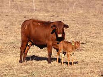 Kỹ thuật nuôi bò cái sinh sản P2