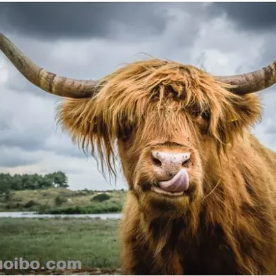 10 GIỐNG BÒ GIA SÚC ĐẶC BIỆT NHẤT