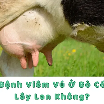 BỆNH VIÊM VÚ Ở BÒ CÓ LÂY LAN KHÔNG?