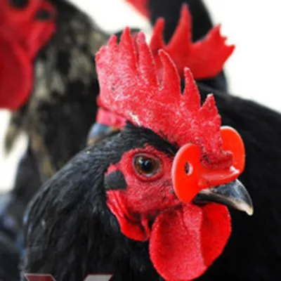 MẮT KÍNH GÀ KHÔNG CHỐT GIÁ RẺ: Sự lựa chọn hoàn hảo