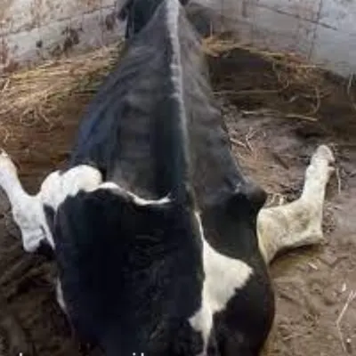 BÒ SẮP SINH MÀ KHÔNG ĐỨNG ĐƯỢC? ĐÂY CÓ THỂ LÀ DẤU HIỆU CỦA BỆNH BẠI LIỆT TRƯỚC SINH