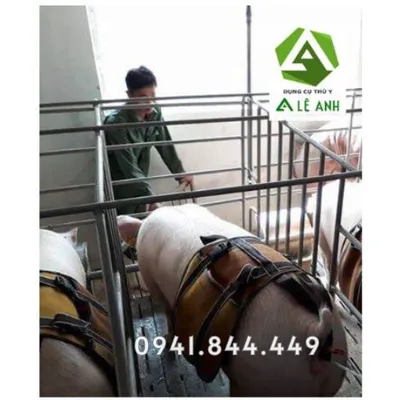 BAO TẢI PHỐI GIỐNG HEO: GIẢI PHÁP TỐI ƯU CHO VIỆC THỤ TINH NHÂN TẠO