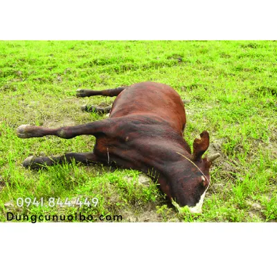 BỆNH BẠI LIỆT TRÊN BÒ: NGUYÊN NHÂN, TRIỆU CHỨNG VÀ CÁCH ĐIỀU TRỊ