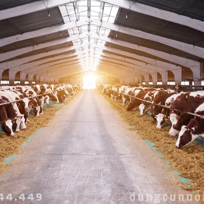 BÍ KÍP KINH NGHIỆM CƠ BẢN CHUẨN BỊ NUÔI BÒ