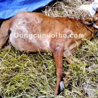 CHƯỚNG HƠI DẠ CỎ TRÊN BÒ: NỖI ÁM ẢNH CỦA NGƯỜI CHĂN NUÔI