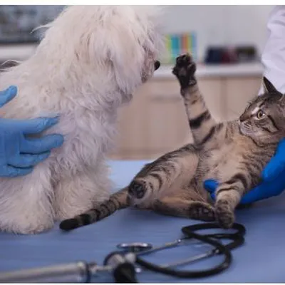 TẦM QUAN TRỌNG CỦA XÉT NGHIỆM MÁU THÚ Y TRONG CHẨN ĐOÁN VÀ QUẢN LÝ SỨC KHỎE VẬT NUÔI