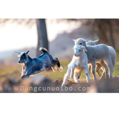 CHĂN NUÔI DÊ TRONG TRANG TRẠI NHỎ: HƯỚNG DẪN CƠ BẢN