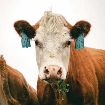 TRÂU BÒ TO LỚN - BÍ MẬT NÀO GIÚP CHÚNG BÉO TỐT CHỈ BẰNG CỎ?