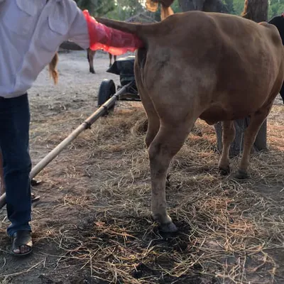 GĂNG TAY NILONG DÀI CETTIA - GĂNG TAY PHỐI TINH NHÂN TẠO PHỔ BIẾN, TIỆN LỢI