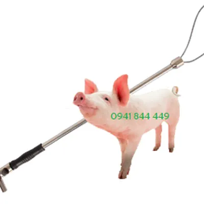 GẬY BẮT HEO, KHỚP MÕM CHÓ - TAY ĐỆM CAO SU RẤT TIỆN LỢI