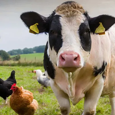 NHỮNG THÁCH THỨC TRONG VIỆC GIẢM SỬ DỤNG KHÁNG SINH TRONG CHĂN NUÔI