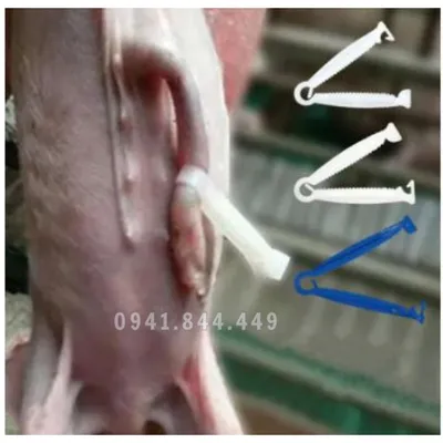 KẸP RỐN HEO CON GIÁ TỐT