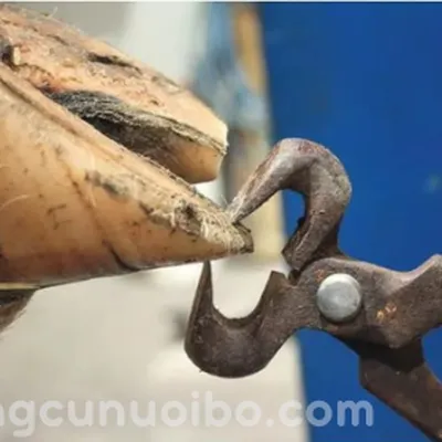 KÌM BẤM MÓNG BÒ 38CM