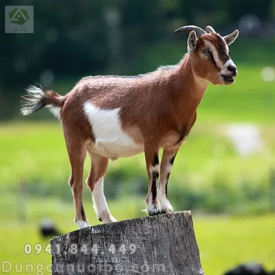 MẸO CHỌN DÊ GIỐNG HIỆU QUẢ