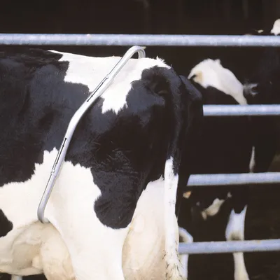 GẬY CHỐNG BÒ ĐÁ HIỆU QUẢ NHANH CHÓNG