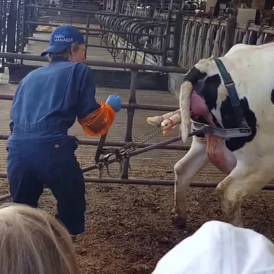 GẬY HỖ TRỢ BÒ ĐẺ - CAPPUL CHUYÊN DỤNG TỐT NHẤT (DỤNG CỤ ĐỠ ĐẺ BÒ)