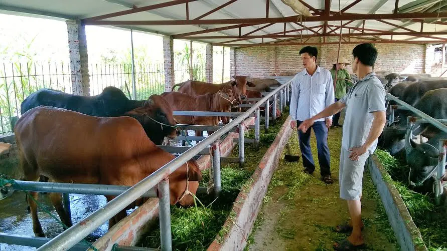 Kỹ thuật làm chuồng trại nuôi bò