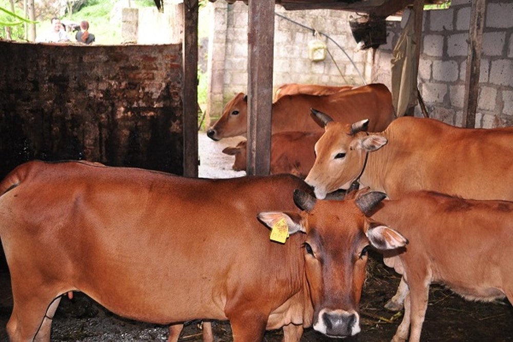 Mô hình chăn nuôi Trâu Bò sinh sản và vỗ béo của nông dân huyện Nghi