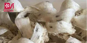 Yến Sào là gì - Tại sao lại gọi là Yến Sào và Yến Sào Skynest có đặc điểm gì