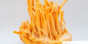 ĐANG UỐNG THUỐC TÂY CÓ ĐƯỢC SỬ DỤNG ĐÔNG TRÙNG HẠ THẢO??