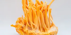 ĐÔNG TRÙNG HẠ THẢO ĂN SỐNG ĐƯỢC KHÔNG?