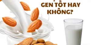 Sữa Hạt Biến Đổi Gen Ảnh Hưởng Tới Sức Khỏe Sinh Sản Đúng Hay Sai?