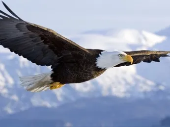 BÀI HỌC KINH DOANH TỪ ĐẠI BÀNG TRẮNG